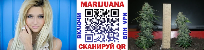 Бошки Шишки планчик  Камышин 